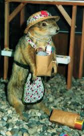 Gopher Summertime Attire